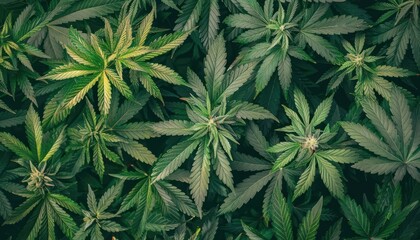 vibrant cannabis leaves and buds arranged on a green hemp background creating an eyecatching wallpaper design marijuana plant illustration