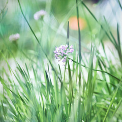 Nature background with spring flowers. Selective and soft focus. Close up.