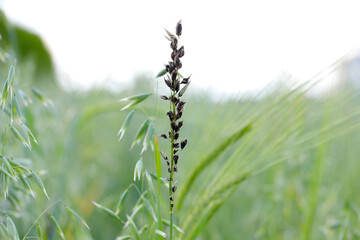 Semiloose smut of oats, disease of oats caused by plant pathogen Ustilago avenae. An ear filled with spores in a crop field.