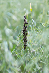 Semiloose smut of oats, disease of oats caused by plant pathogen Ustilago avenae. An ear filled with spores in a crop field.