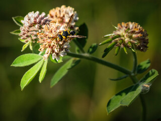 Imágenes macro de flores e insectos
