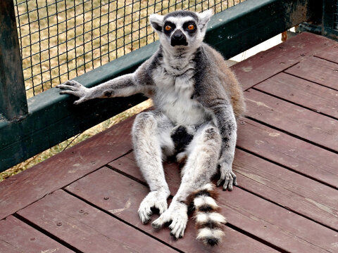 Ring tail Lemur (lemur catta) sitting in zoo cage. Madagascar lemur animal looking. Portrait of lemur katta long tail sitting in wooden cage from wild nature. Cute leemur of lemuriformes - zoology