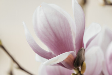 Obraz premium Magnolia Sulanjana flowers with petals in the spring season. beautiful pink magnolia flowers in spring, selective focusing.