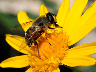Macro of fly Eristale (Eristalis tenax) on yellow daisy flower (Anthemis) and seen from profile