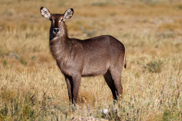 female waterbuck antelope in dry grassland