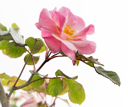 Wild Rose Isolated