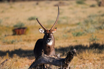 a male waterbuck antelope with one broken horn © Marcel
