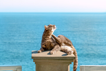 Cat scratches behind Its ear, while lying on lid of stone pillar, with sea in background, eyes closed with pleasure. Outdoor portrait. Serenity, insouciance, comfort. Fleas and ticks in domestic