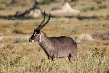 a male waterbuck antelope in the savannah