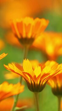 Orange Flowers Of Calendula Officinalis. Medicinal Plant