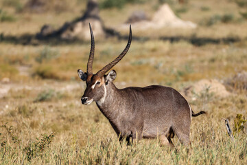 a male waterbuck antelope in the savannah