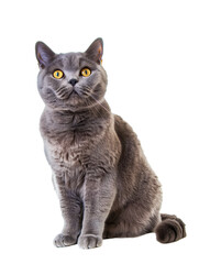 Full body shot of British Shorthair cat, sitting, looking around curiously.