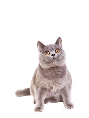 Obraz premium Full body shot of British Shorthair cat, sitting, looking around curiously.