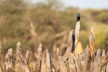one superb starling sits on the top of a tree trunk fence