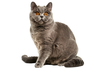 Full body shot of British Shorthair cat, sitting, looking around curiously.