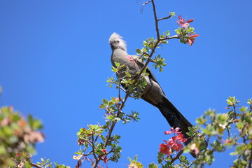 grey lourie or go away-bird on a branch in Namibia