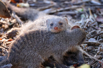 a group of banded mongooses in Namibia