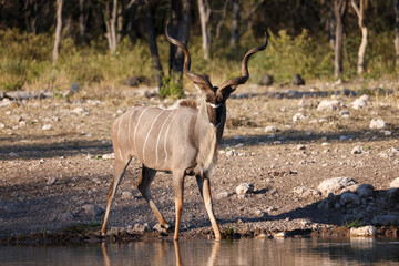 a male kudu antelope at a waterhole