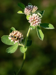 Imágenes macro de flores e insectos