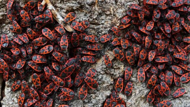 The firebug Pyrrhocoris apterus crowling over the tree bark. Common insect of the family Pyrrhocoridae. Aggregation behavior of the big moving group of firebugs. Close up. Selective focus