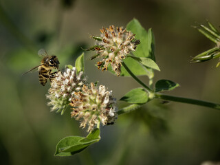 Imágenes macro de flores e insectos