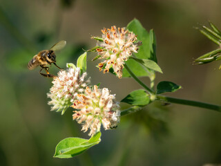 Imágenes macro de flores e insectos