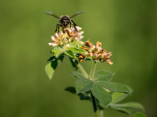 Imágenes macro de flores e insectos