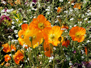 Orange papaver flowers in a french garden seen from front