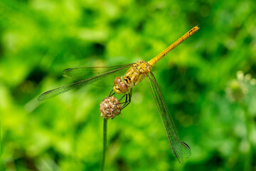 Close up of a female southern darter dragonfly (Sympetrum meridionale) balancing in the air