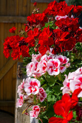 Red petunia flowers in flower boxes on the balcony