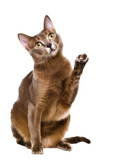 Full body shot of Abyssinian cat, sitting, looking around curiously.