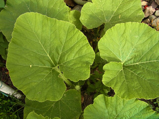 Zucca
