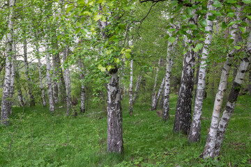 Fototapeta premium Birch trees (Betula, Betulaceae) forest. Beautiful landscape with white textured barks and green leaves in the forest dark shadows. Natural scene in the woods. Greenery in spring outdoor in nature.