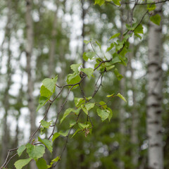Green leaves on branch of Birch tree (Betula, Betulaceae) in forest. Blurred background of white textured barks in the shadows of the woods. Natural scene, square frame, diagonal and vertical lines.