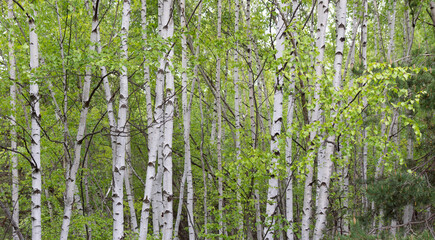 Birch trees (Betula, Betulaceae) forest. Beautiful landscape with white textured barks and green...
