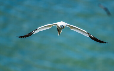 Northern Gannet, Morus bassanus, birds in flight over cliffs, Bempton Cliffs, North Yorkshire, England