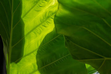 Close up. Low light green leaf at sunny background.