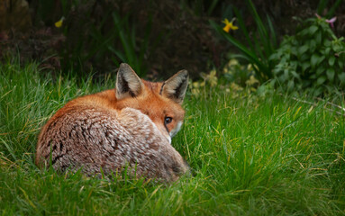 Portrait of a red fox lying in a meadow