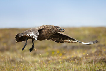 Portrait of a great skua in flight