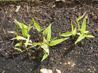 Bamboo