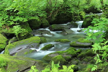 奥入瀬渓流（青森県）