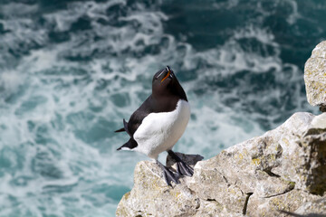 Portrait of a Razorbill perched on a cliff