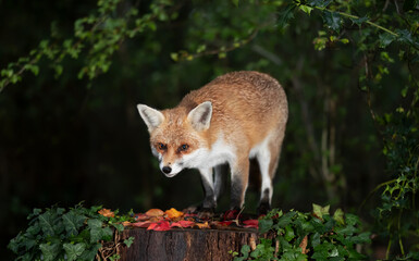 Red fox standing on a tree in a forest in autumn