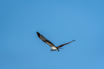 Osprey or Pandion haliaetus flying with full wingspan in blue sky background in winter season at jim corbett national park forest tiger reserve uttarakhand india