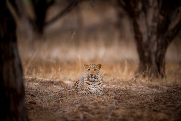 Indian wild male leopard or panther or panthera pardus fusca with eye contact during outdoor jungle...