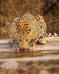 Indian wild female leopard panther panthera pardus fusca quenching thirst or drinking water from waterhole with eye contact during evening safari at jhalana forest reserve jaipur rajasthan india asia