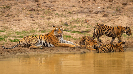 wild female tiger or mother tigress or panthera tigris in motherhood days with three new born cubs near natural waterhole in hot summer season safari at bandhavgarh national park madhya pradesh india © Sourabh