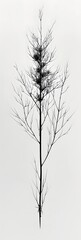 Simple pen ink, Sketch drawing of a grass stalks dried branch on white paper, vintage minimal style background, wallpaper, wall art, tattoo, card