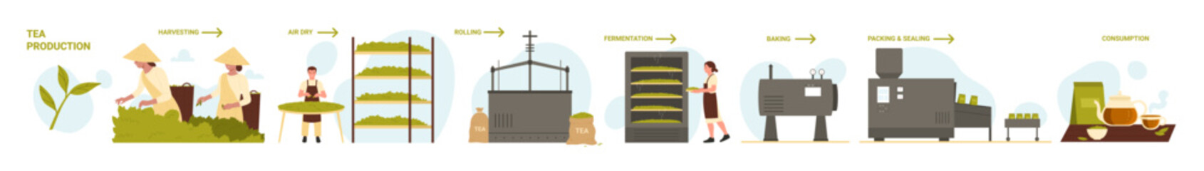 Tea production in food industry, manufacturing stages set. Harvesting on green plantation, processing line of drying, rolling and fermentation for baking and packaging cartoon vector illustration