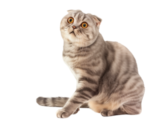 Full body shot of Scottish Fold cat, sitting, looking around curiously.